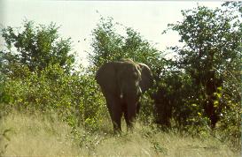 Elefant in Hwange NP
