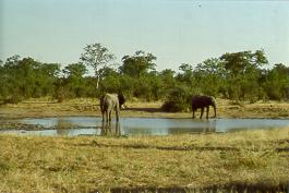 Elefanten an einem Wasserloch