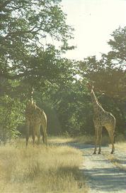 Giraffen  am Morgen