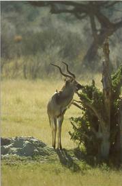 A Kudu antelope