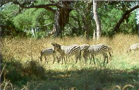 Zebras im Mana-Pools NP