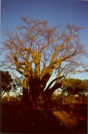A tree called Baobab